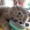 Purrfect Relaxation Massager